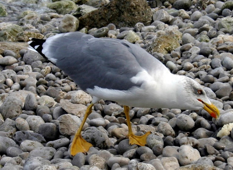 CapriPlease see my other Photographs at: http://www.jamespdeans.co.uk/