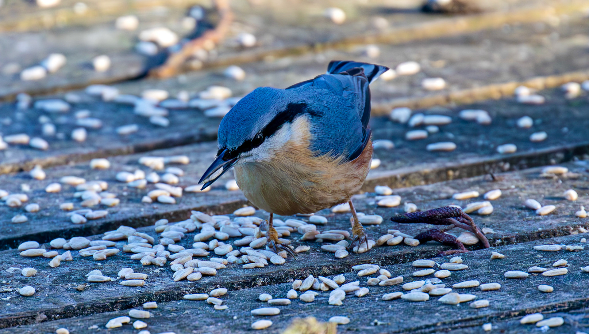Nuthatch at Bavelaw 30 January 2025