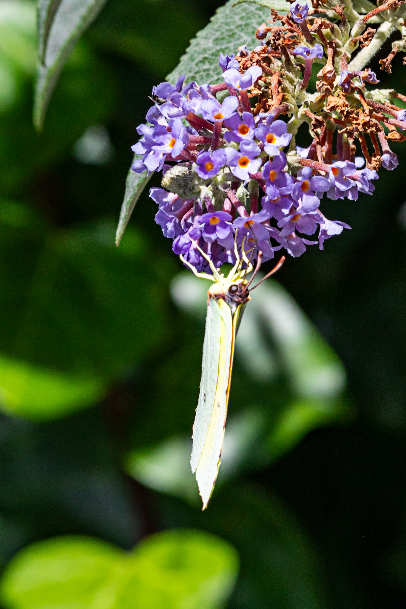 Butterflies- Siena 26 June 2024