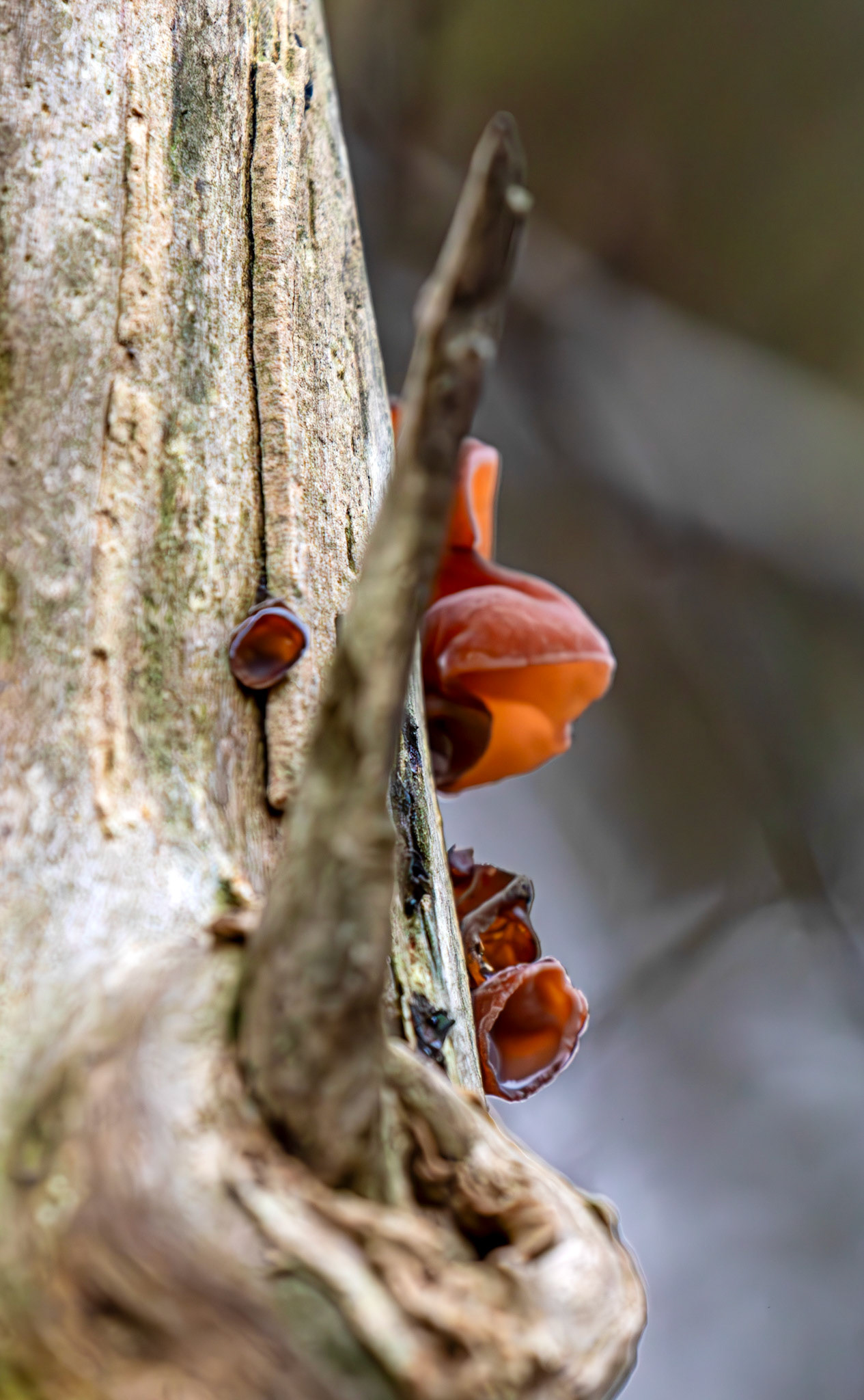 jelly ear or wood ear fungus (Auricularia auricula-judae) - Deans Woods - 07 November 2025