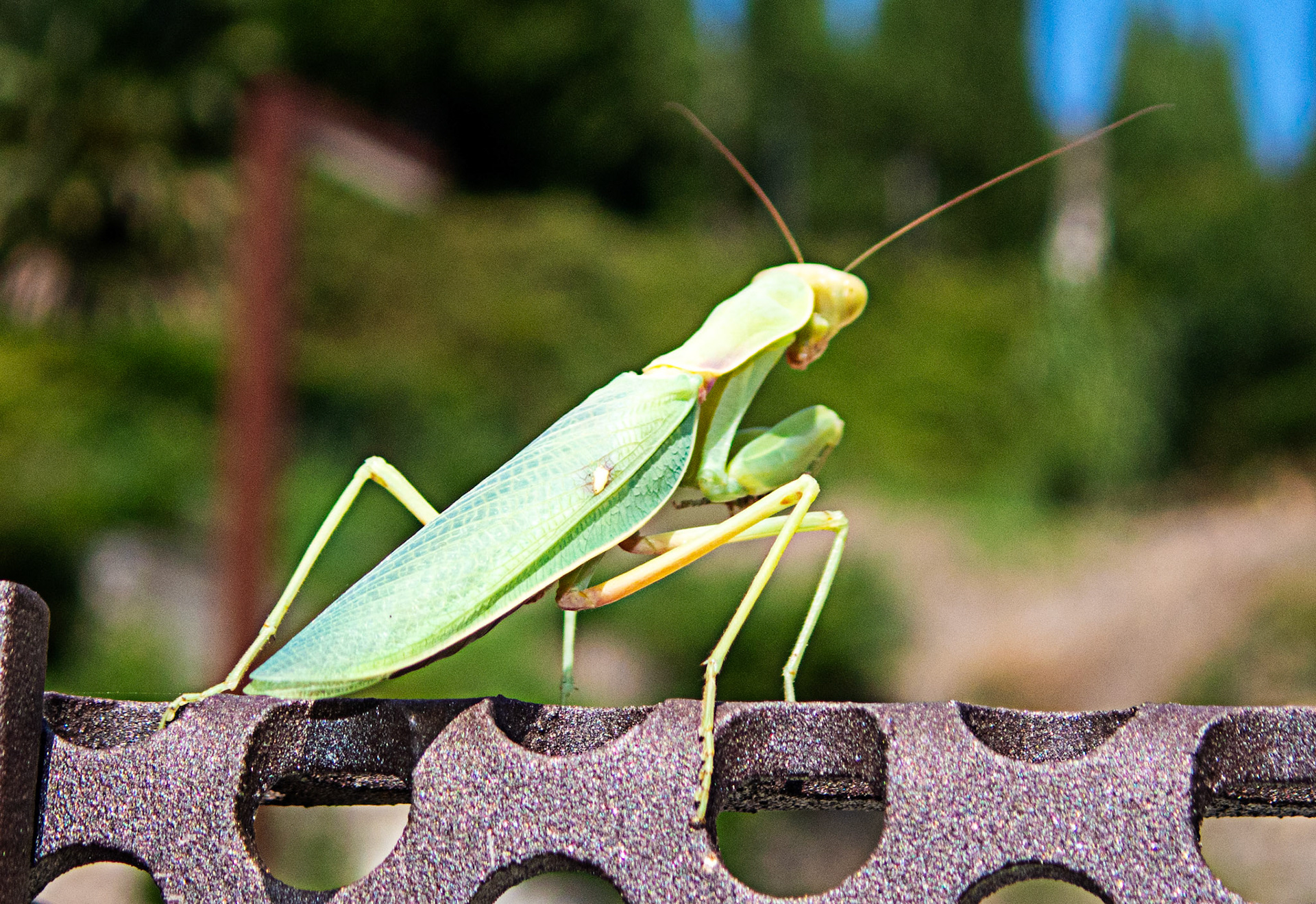 Giant Asian Mantis (Hierodula tenuidentata) La Spezia 05 Sept 2025