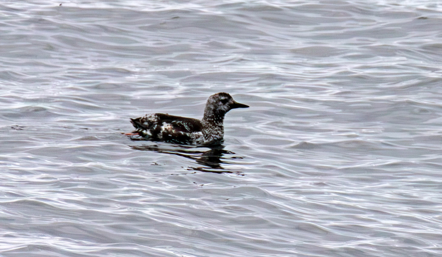 Black Guillemot - John O'Groats 03 May 2026