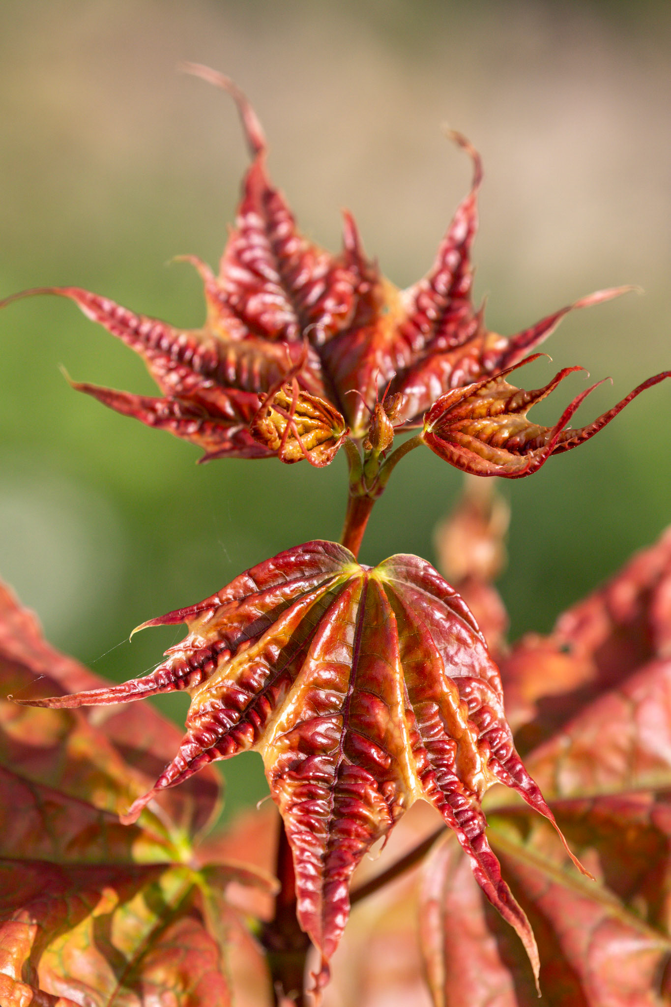 Walk Thames Path MArlow to Bourne End 06 August 2025
