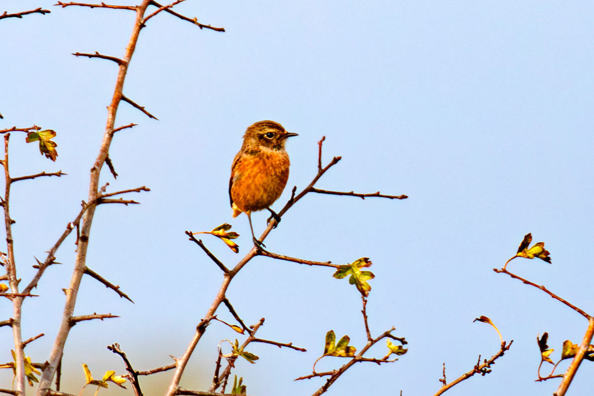 Stonechat - Higgins Neuk 23 Oct 2024