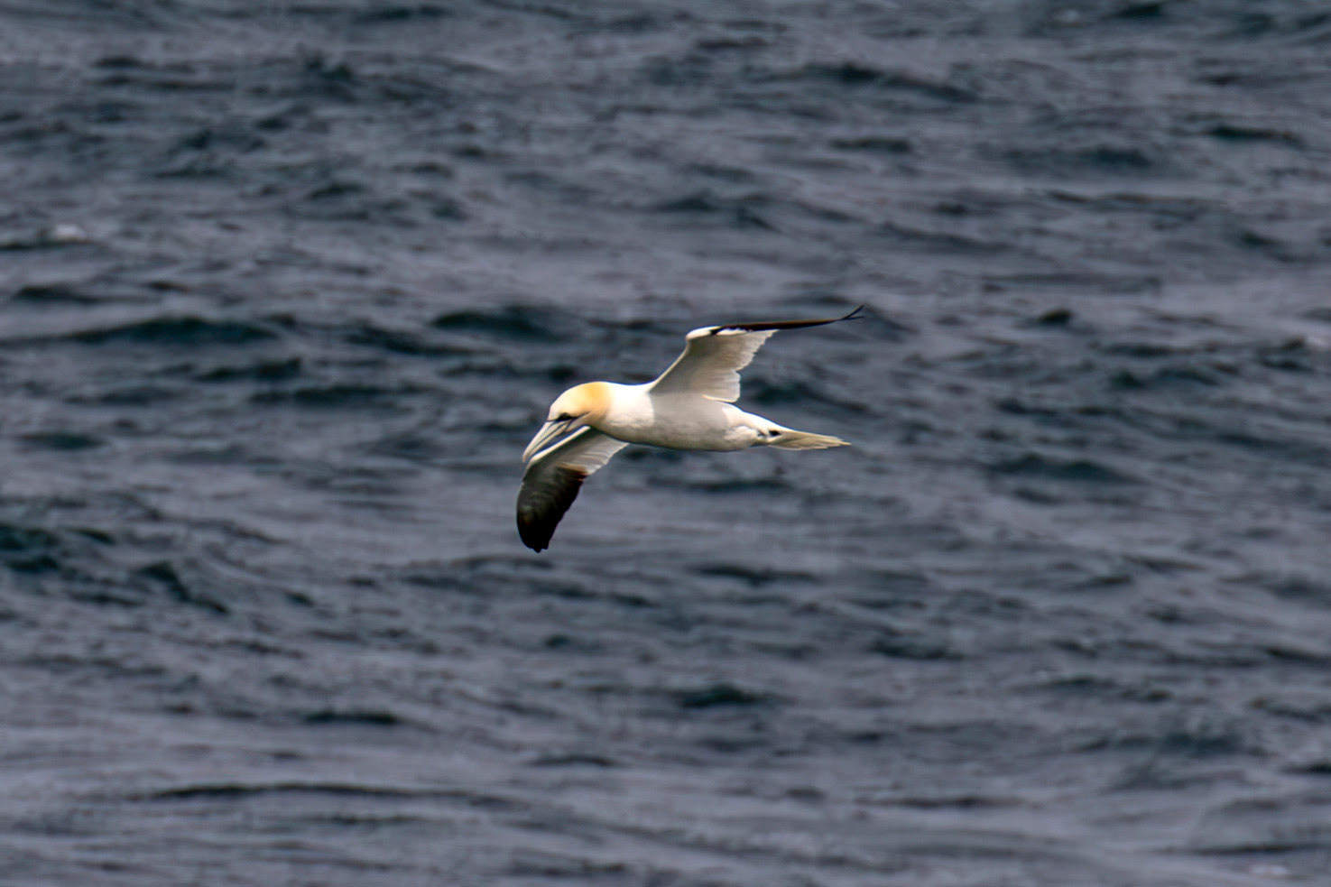 Northern Gannet - Tantallon Castle 04 July 2026