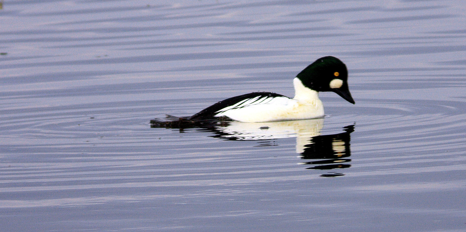 Vane FarmPlease see my other Photographs at: http://www.jamespdeans.co.uk/