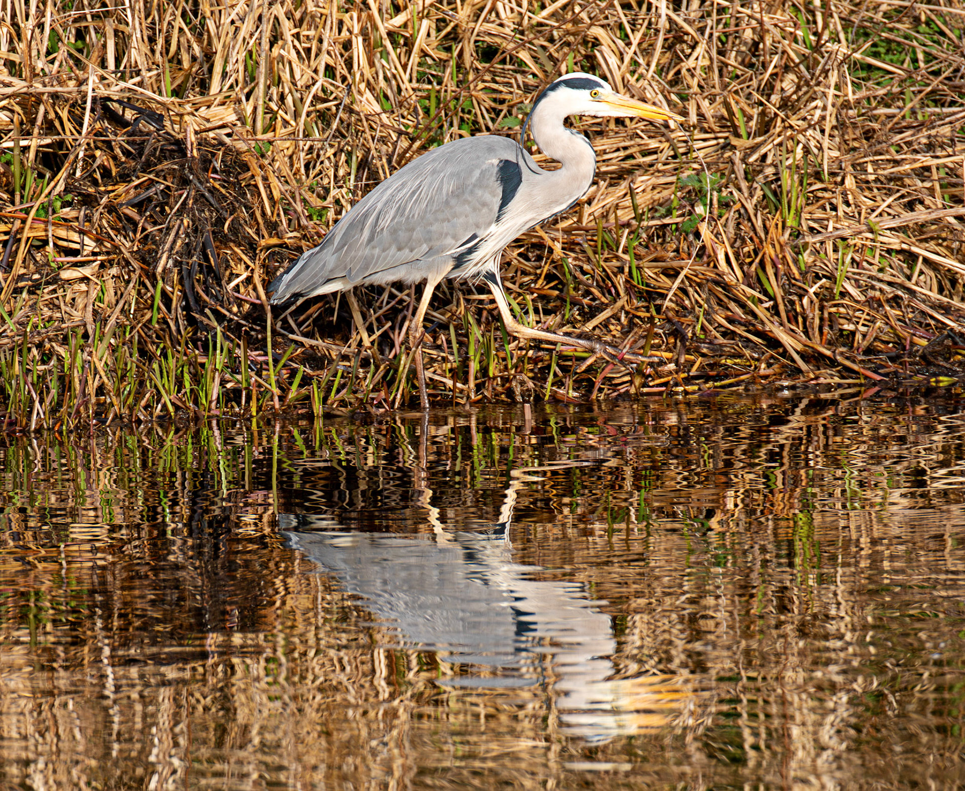 Grey Heron at Linlithgow Loch 18 March 2026