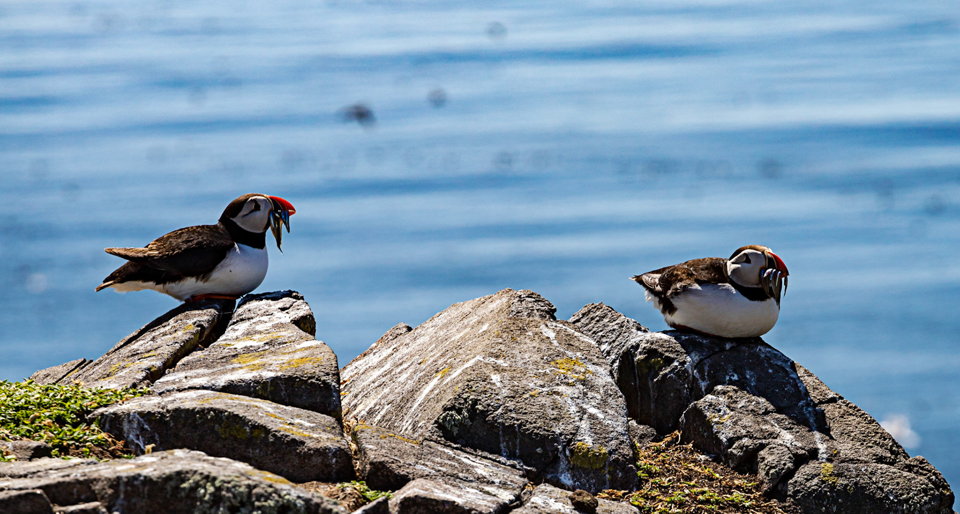 Puffin - Isle of May - 04 June 2022