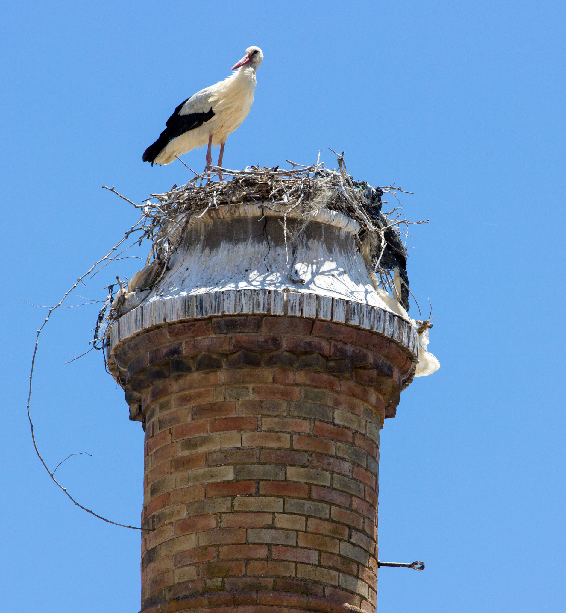 White Stork nesting on a chimney in OlhãoPlease see my Photographs of Birds at: http://www.jamespdeans.co.uk/p335071268