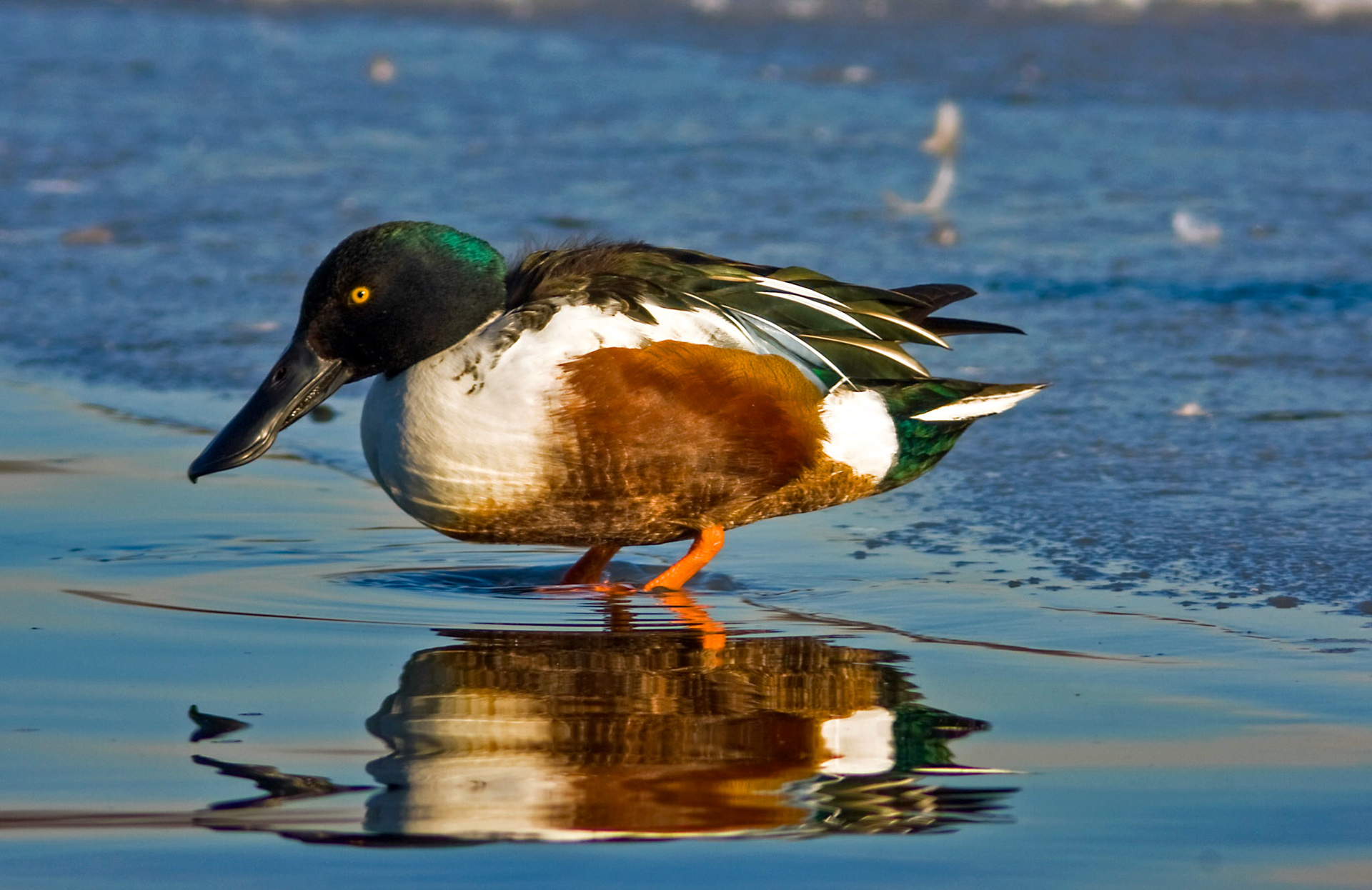During the big freeze 5 years ago. Was able to get a lot closer to some birds that usually stayed further away.