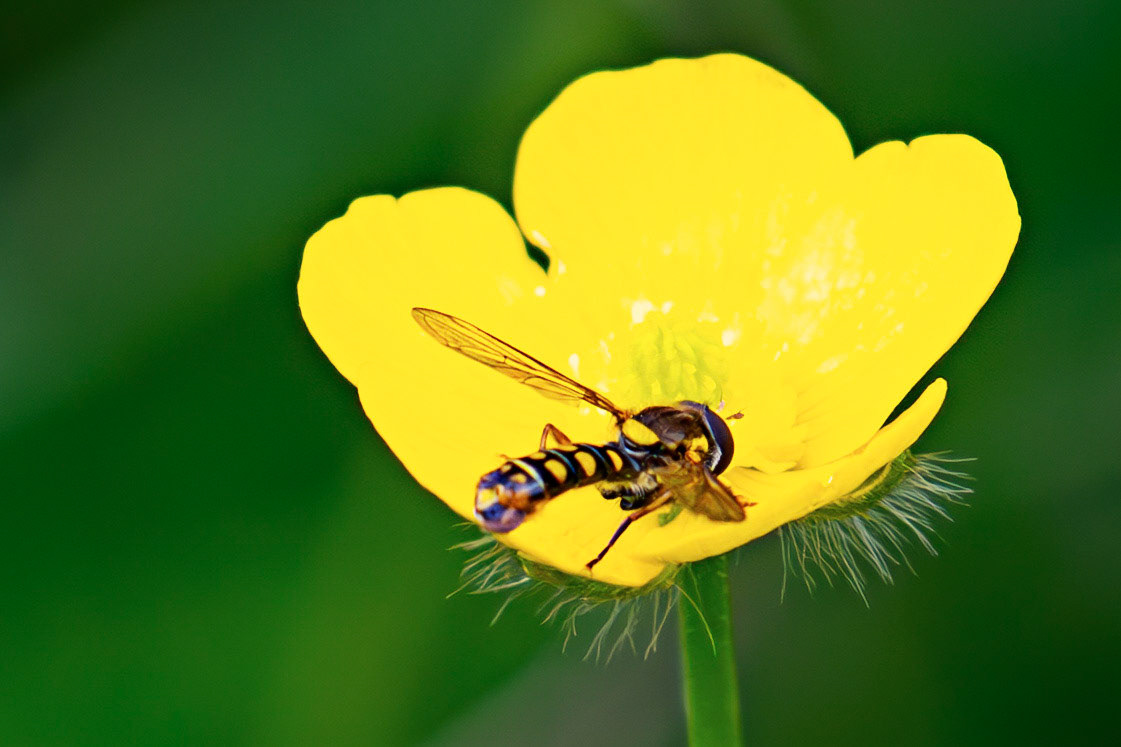 Common Twist-tail (Sphaerophoria scripta) at Little Vantage 20 June 2026