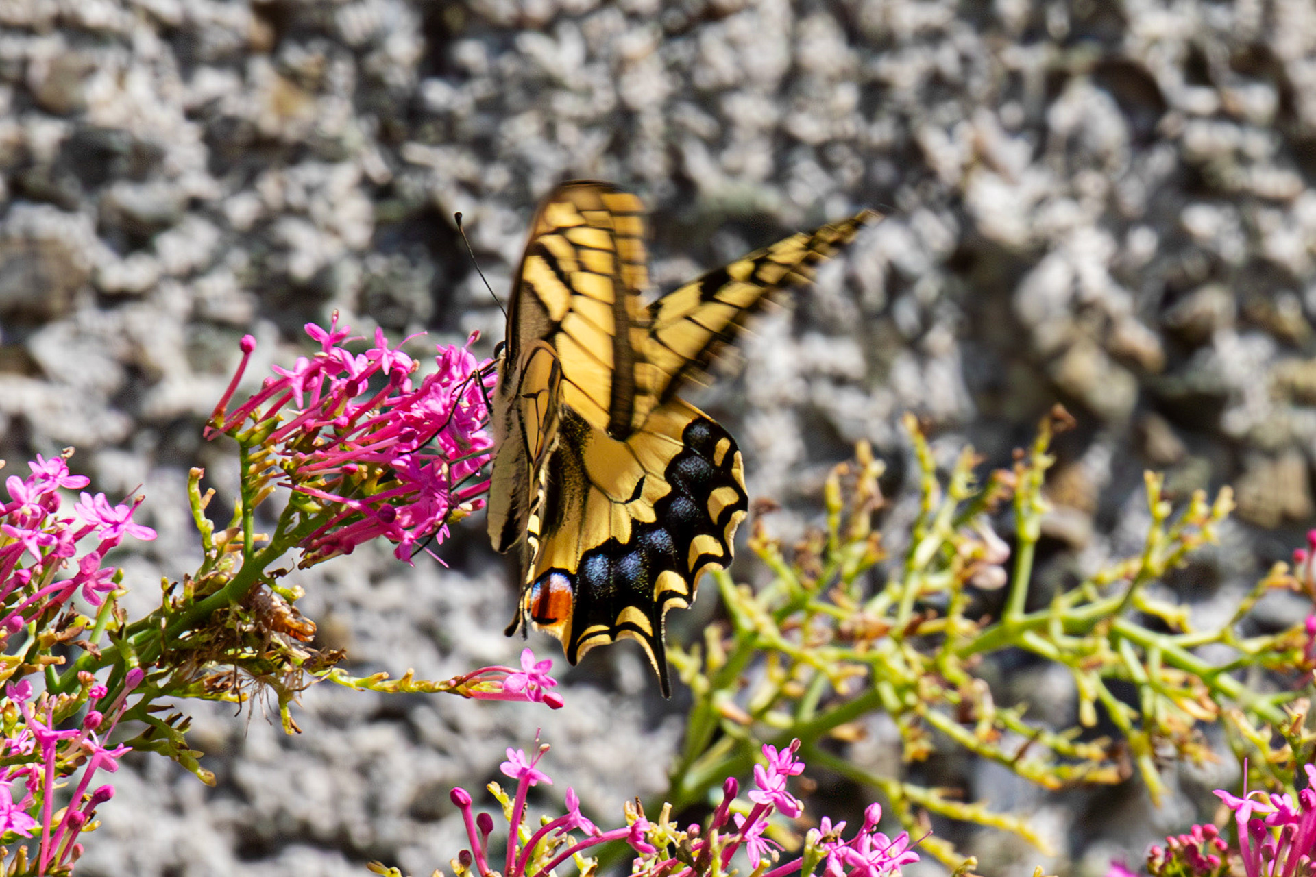Swallowtail Butterfly - Riomaggiore 06 Sept 2025