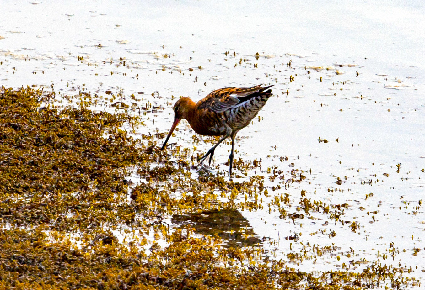 Bar Tailed Godwit - Yarmouth IOW 19  July 2022