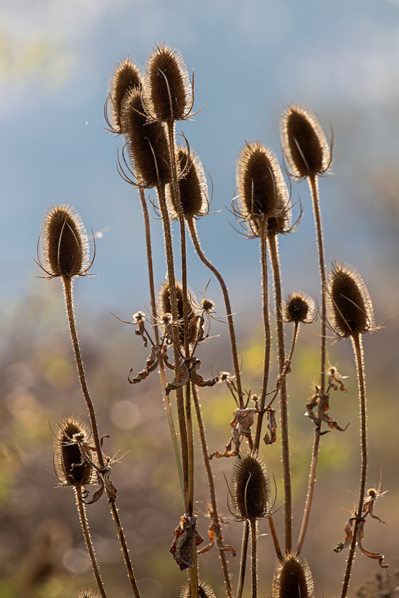 Teasels @ Higgins Neuk 23 Oct 2024