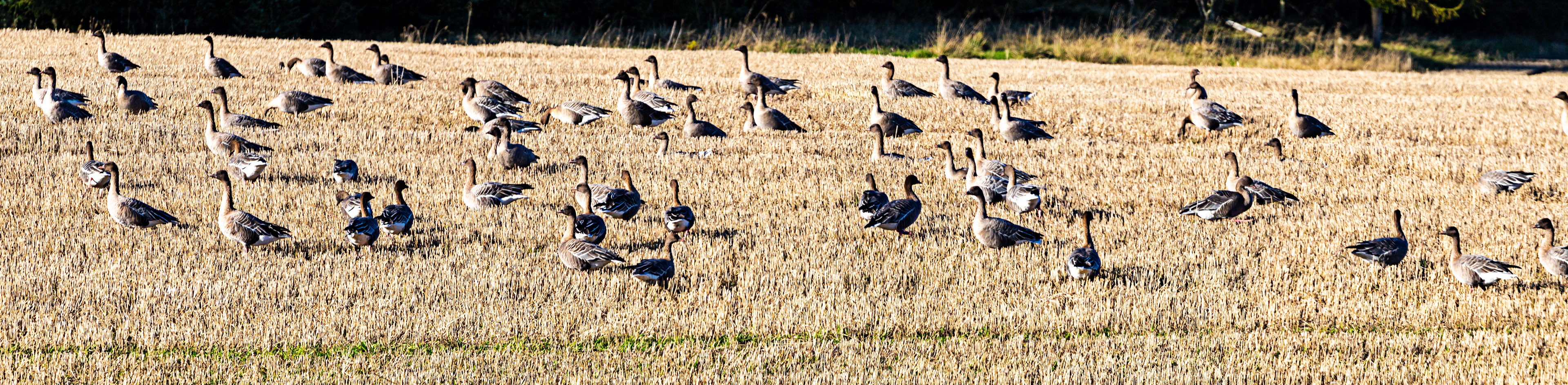 Autumn in Aberdeenshire 14 to 16 October 2022
