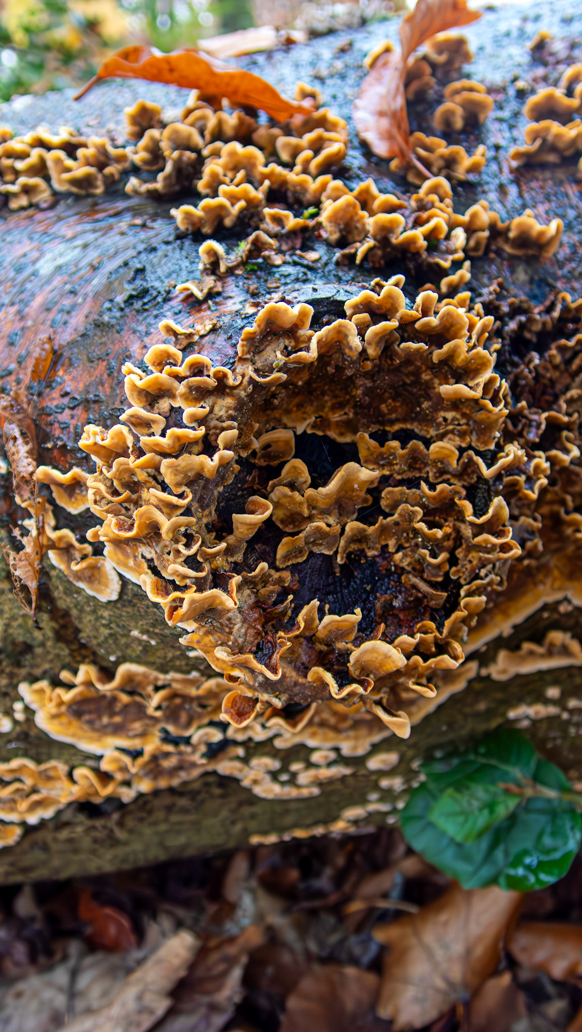 Hairy Curtain Crust (Stereum hirsutum) Deans Woods 08 November 2025
