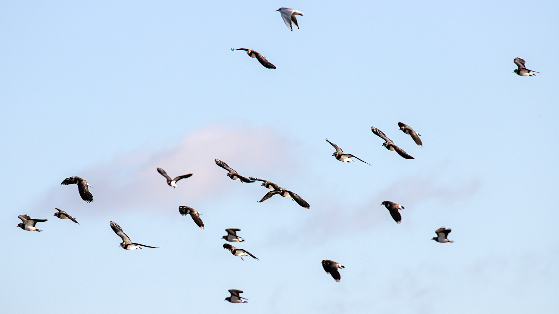 Lapwing at Titchfield Haven 02 January 2025