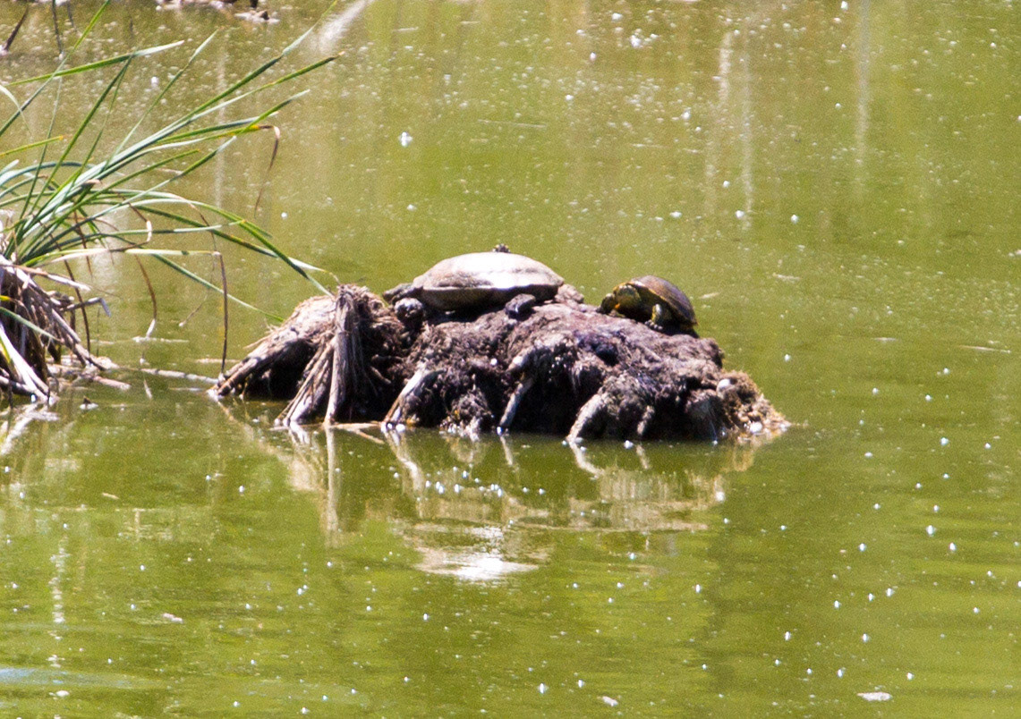 Spanish Terrapin  in Parque Natural da Ria Formosa, OlhãoPlease see my Photographs of Portugal at: http://www.jamespdeans.co.uk/p116503744