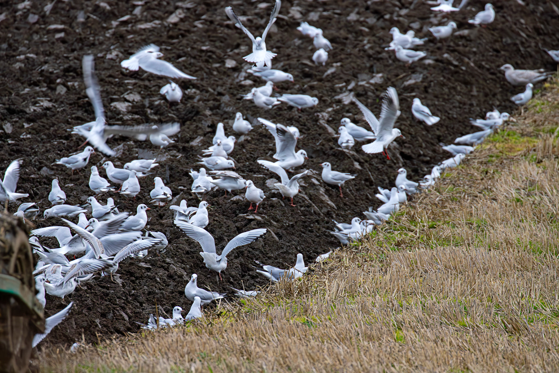 271 Black-Headed Gulls &amp; Herring Gulls. Ploughing at Niddry Castle 04 December 2024