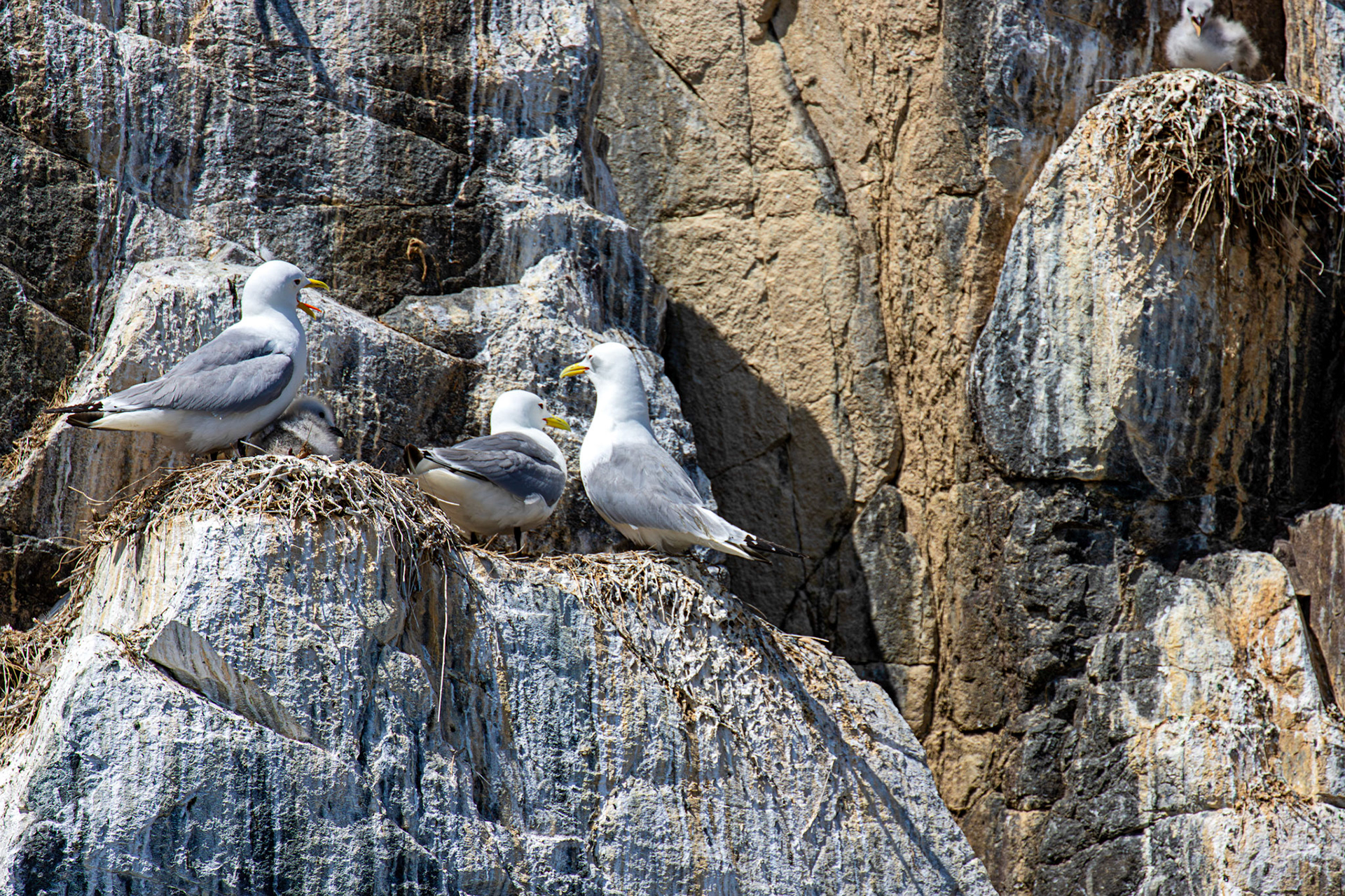 Kittiwakes - Farne Islands 03 July 2026