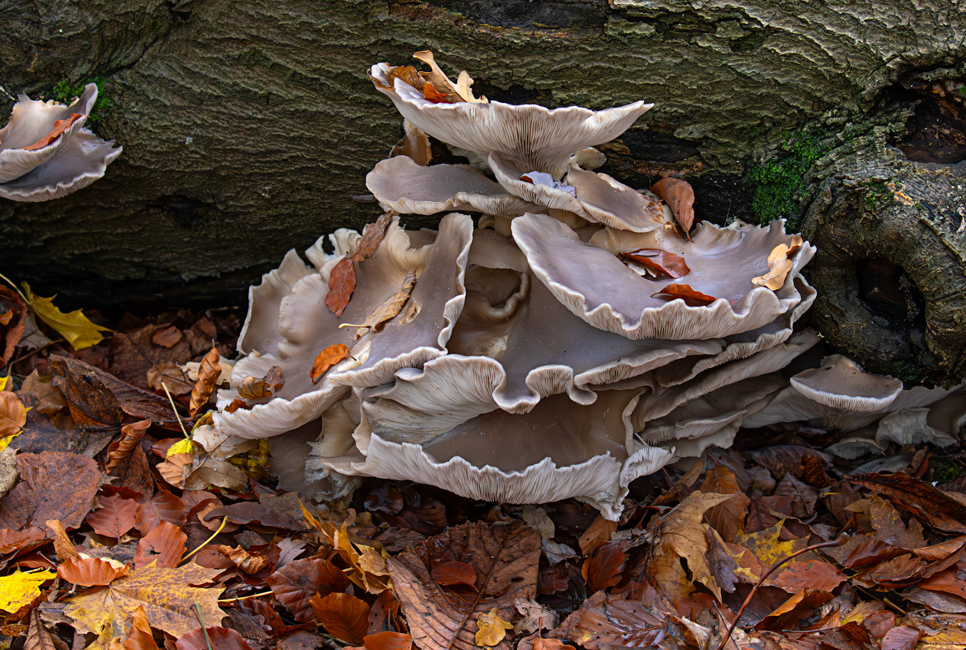 oyster mushrooms (Pleurotus ostreatus) Deans Woods - 07 November 2025