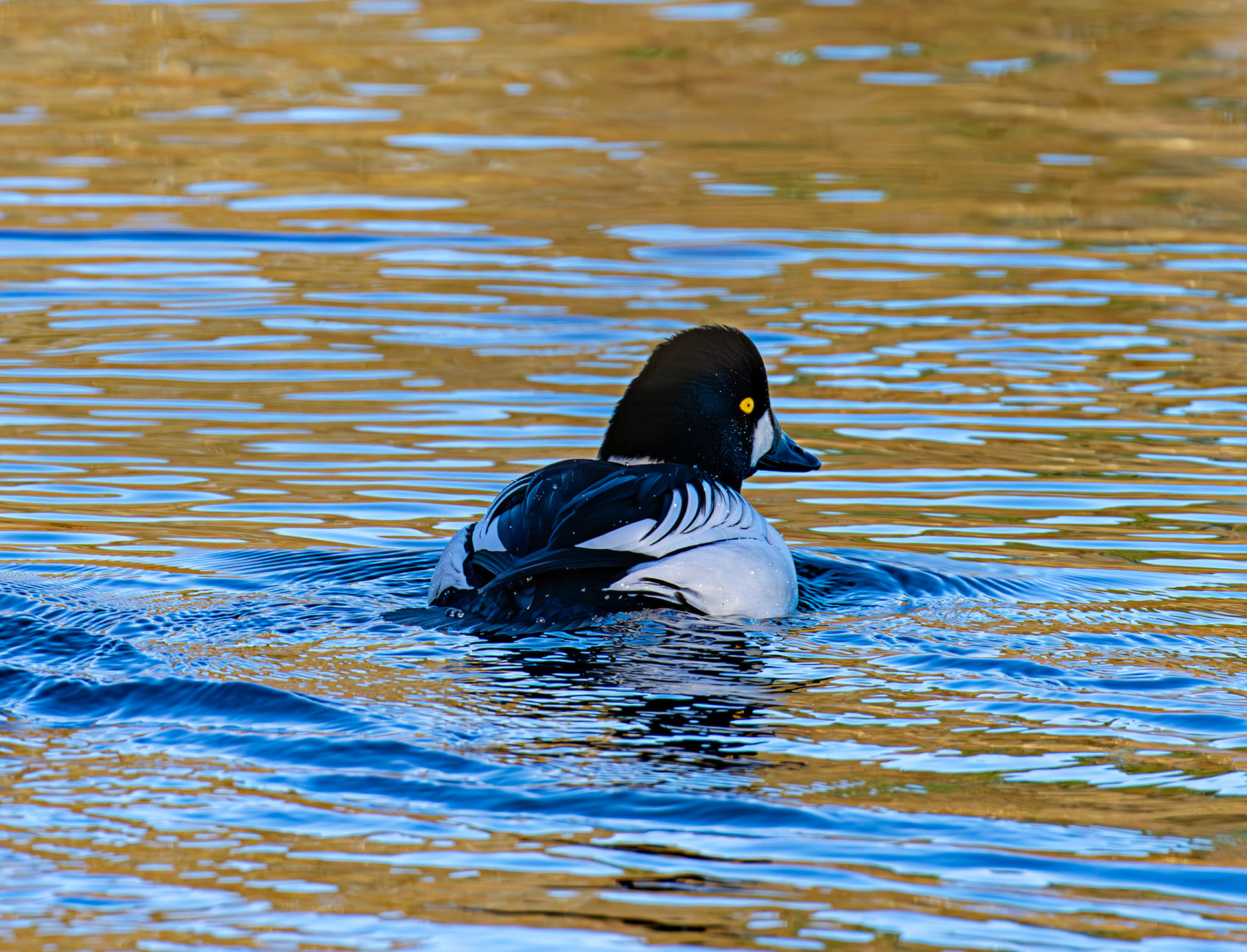 Goldeneye on Birnie &amp; Gaddon Lochs 08 January 2025