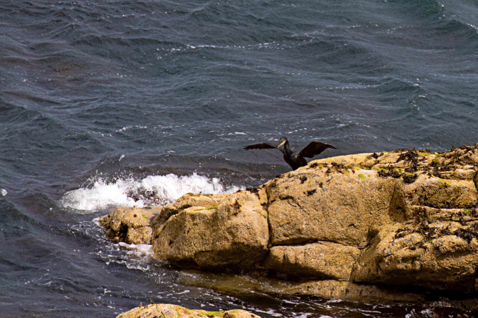 Atlantic Great Cormorant flying and landing at Tantallon Castle 04 July 2026