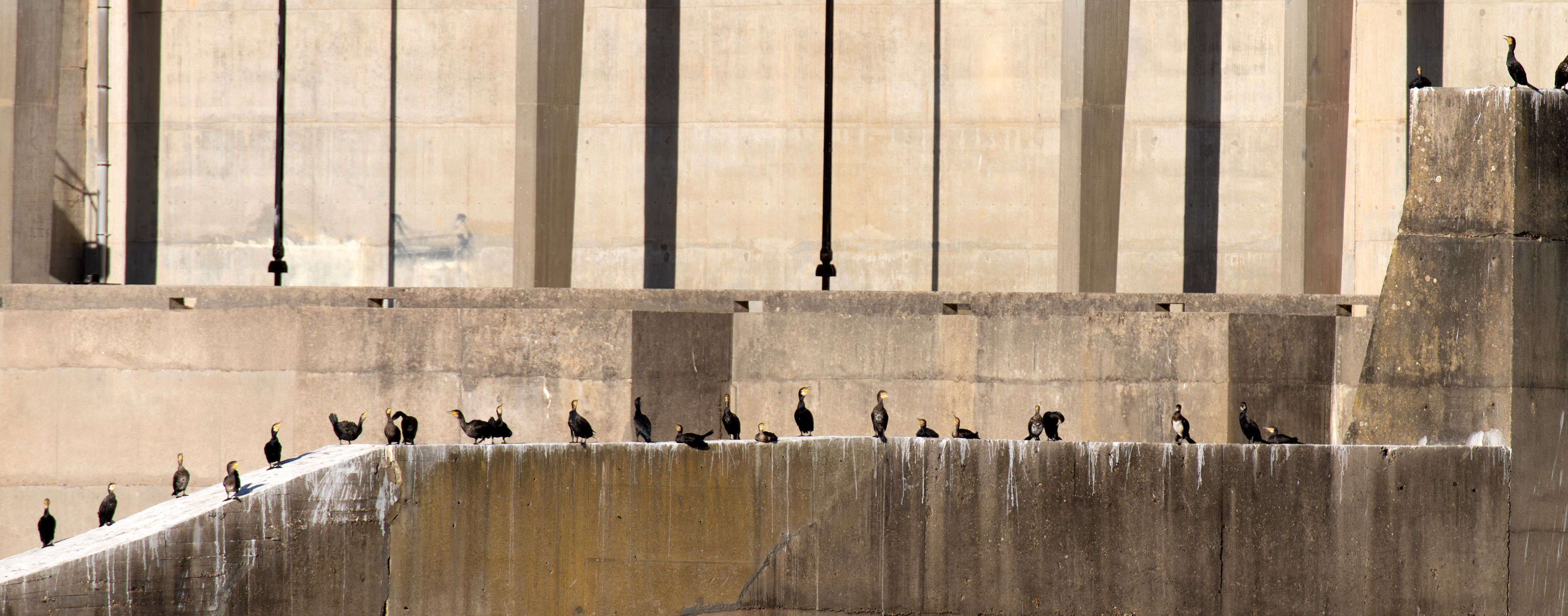 Cormorants - Douro cruise 21 August 2026