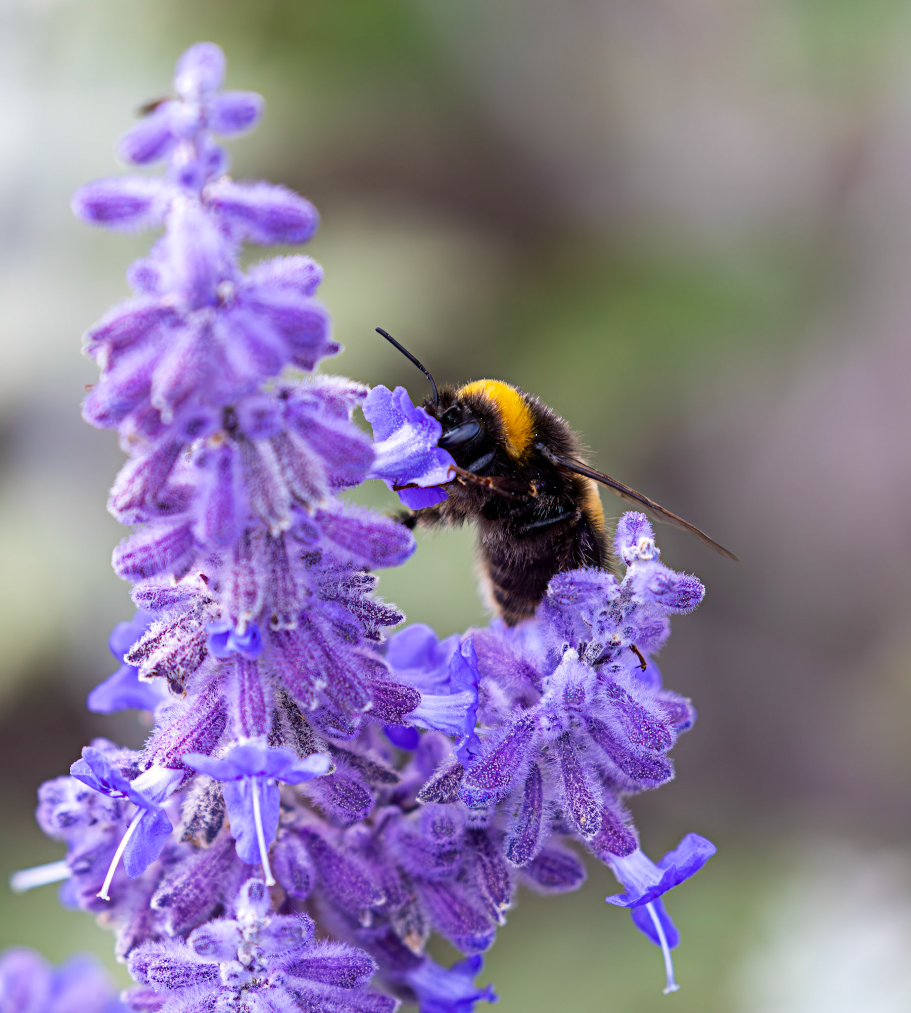 Buff-tailed Bumblebee (Bombus terrestris) Slough 05 August 2025