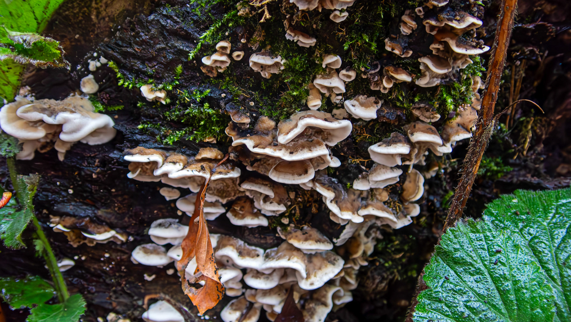 Smoky Bracket (Bjerkandera adusta). Deans Woods 08 November 2025