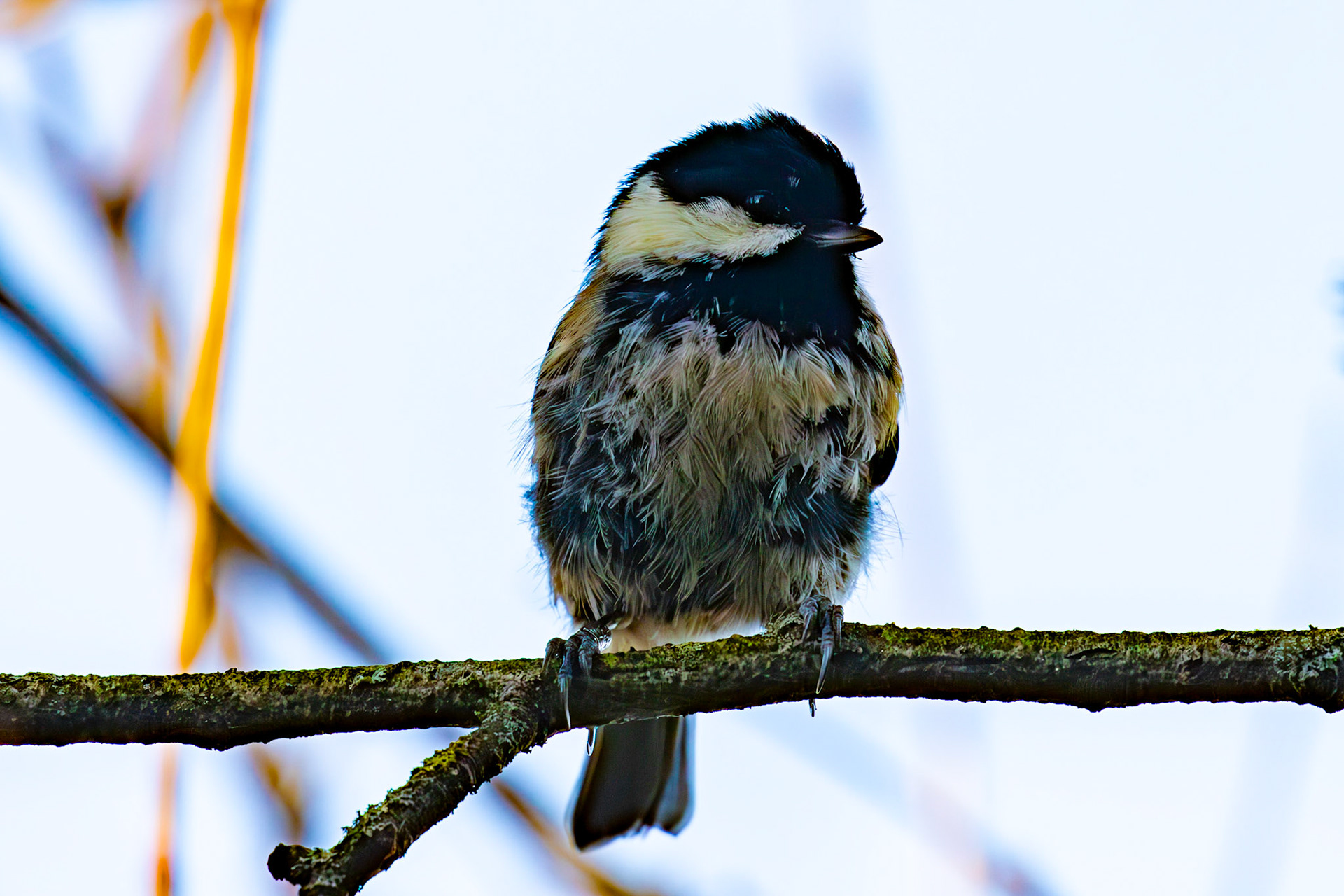 Coal Tit at Birnie &amp; Gaddon Lochs 08 January 2025