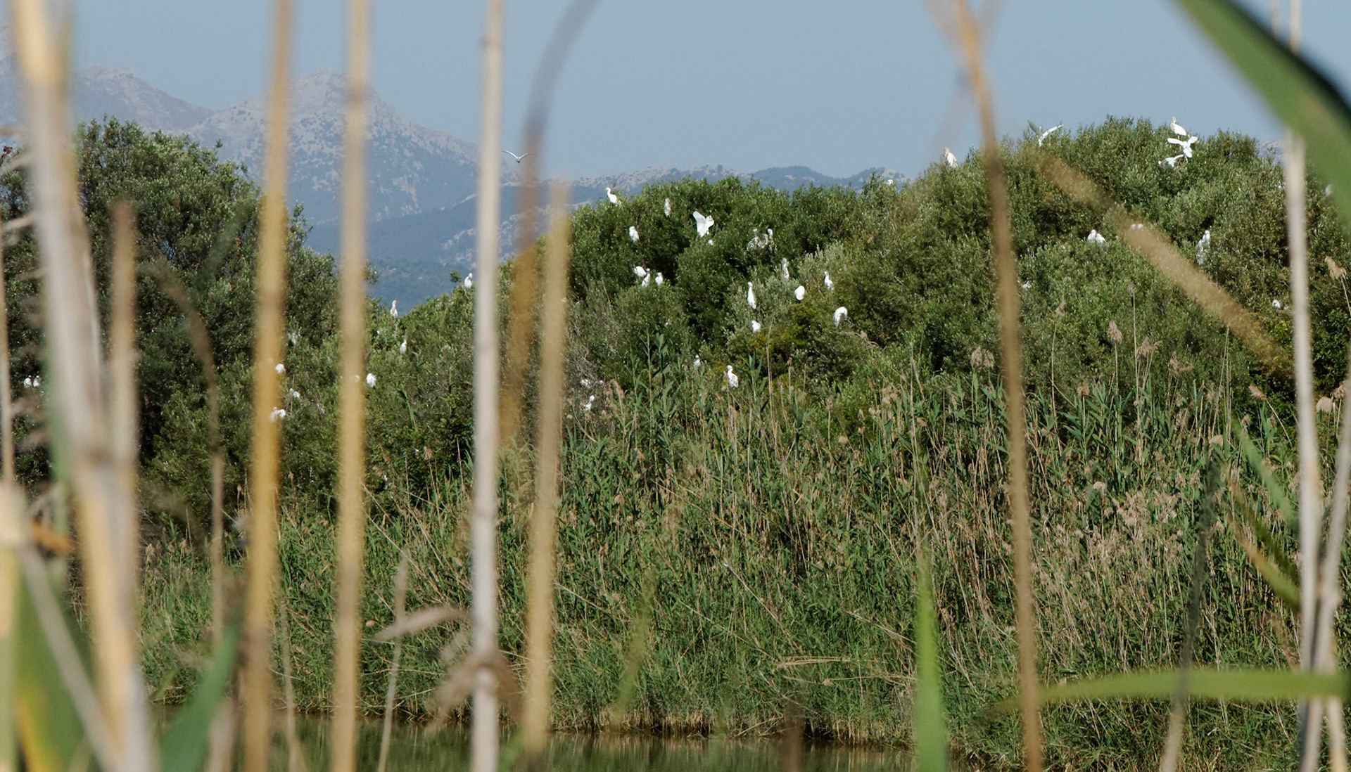 Parc Natural de s'Albufera de MallorcaPlease see my other Photographs at: www.jamespdeans.co.uk