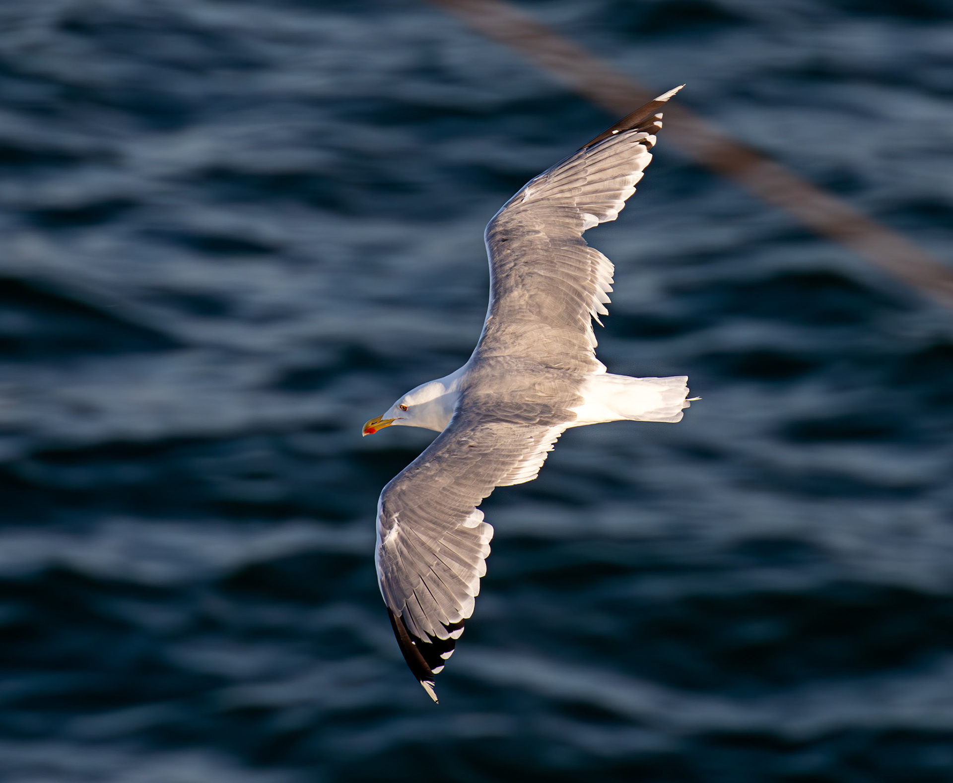 Yellow-Legged Gull. Sail from Naples 03 Sept 2025