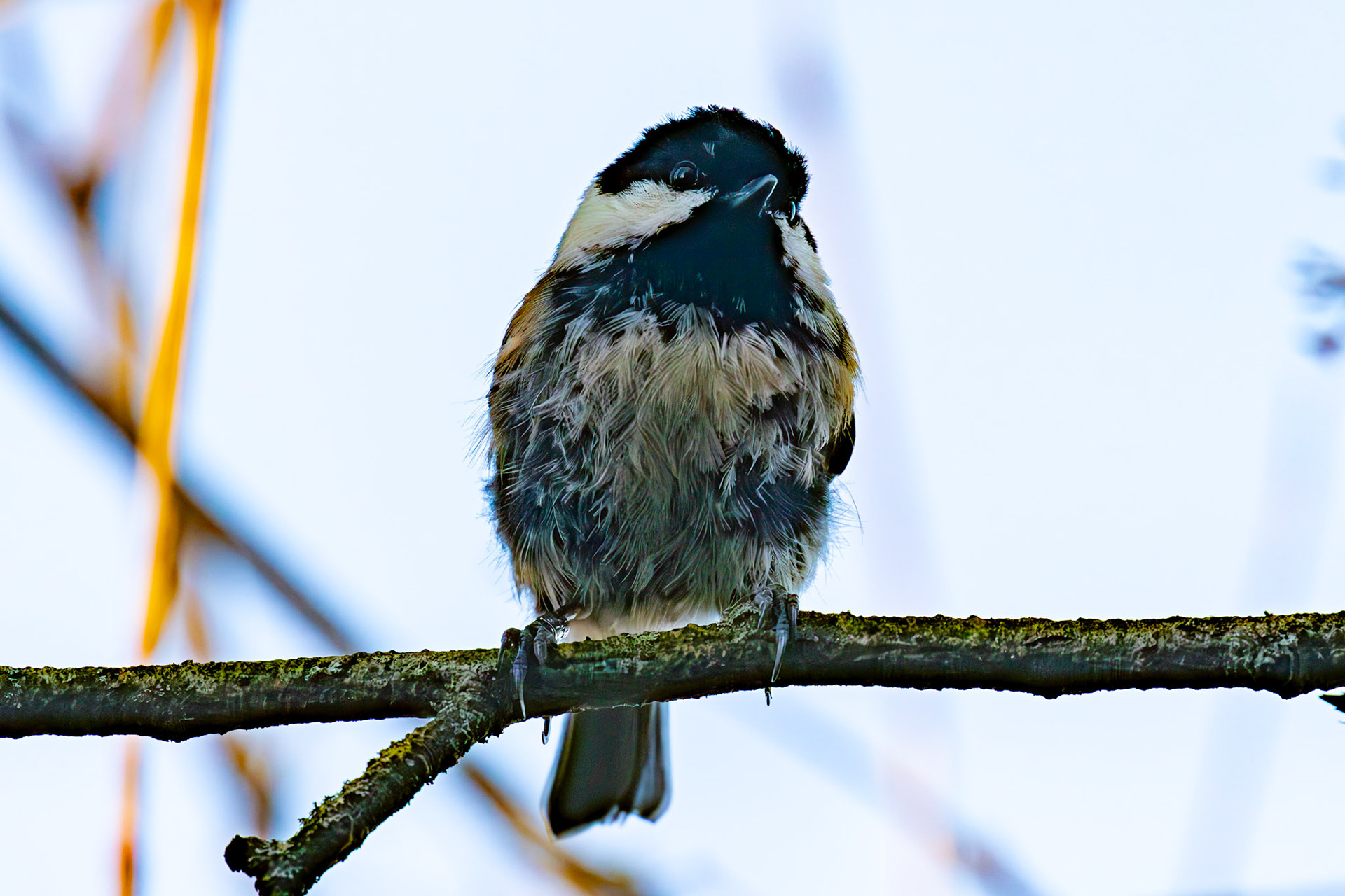 Coal Tit at Birnie &amp; Gaddon Lochs 08 January 2025