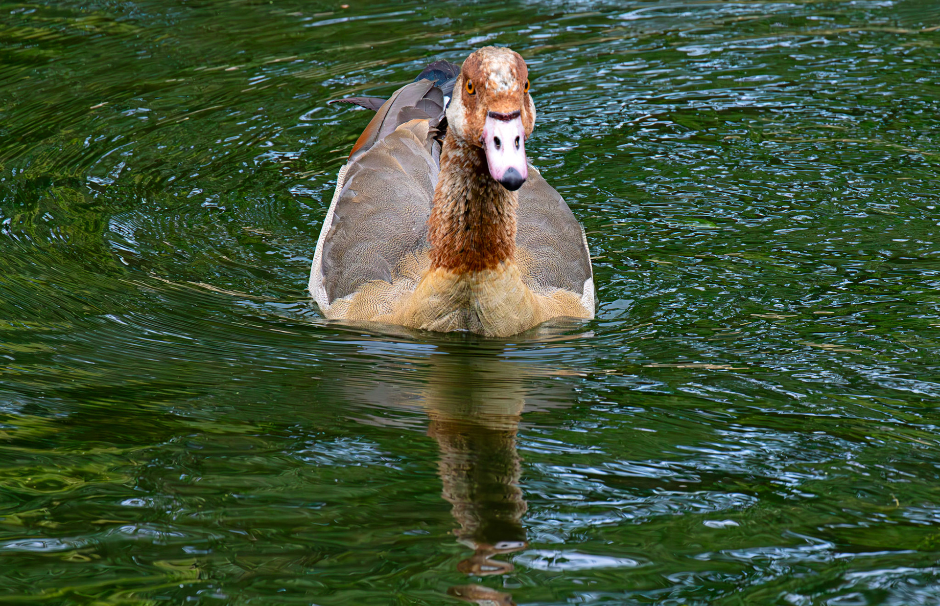 Windsor 06 August 2025