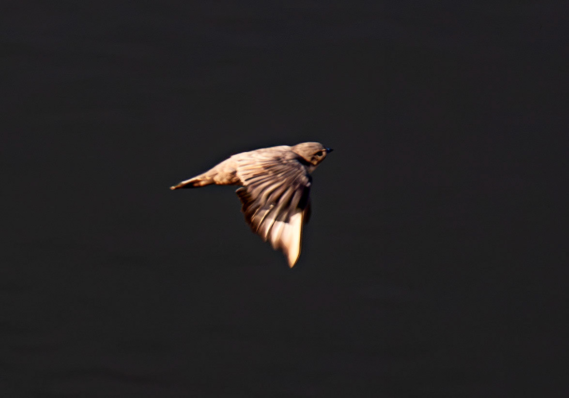 Crag Martin - Barca de Alva 22 August 2026