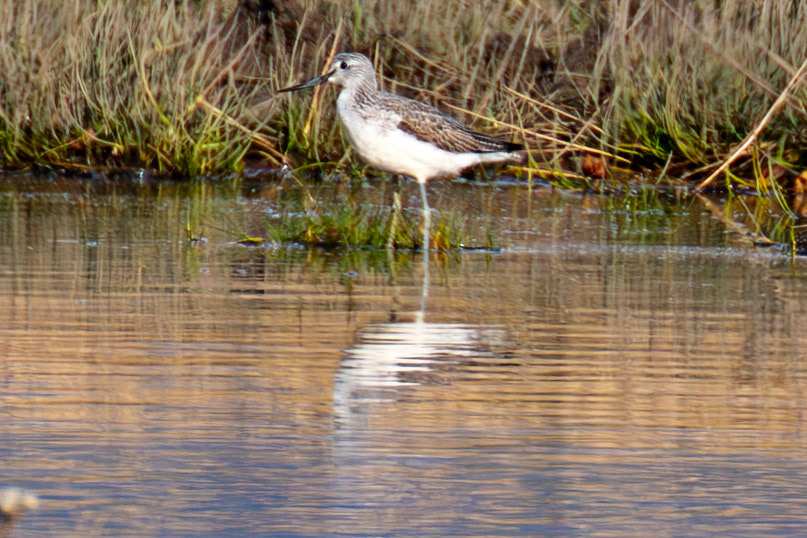 Greenshank - Higgins Neuk 23 Oct 2024