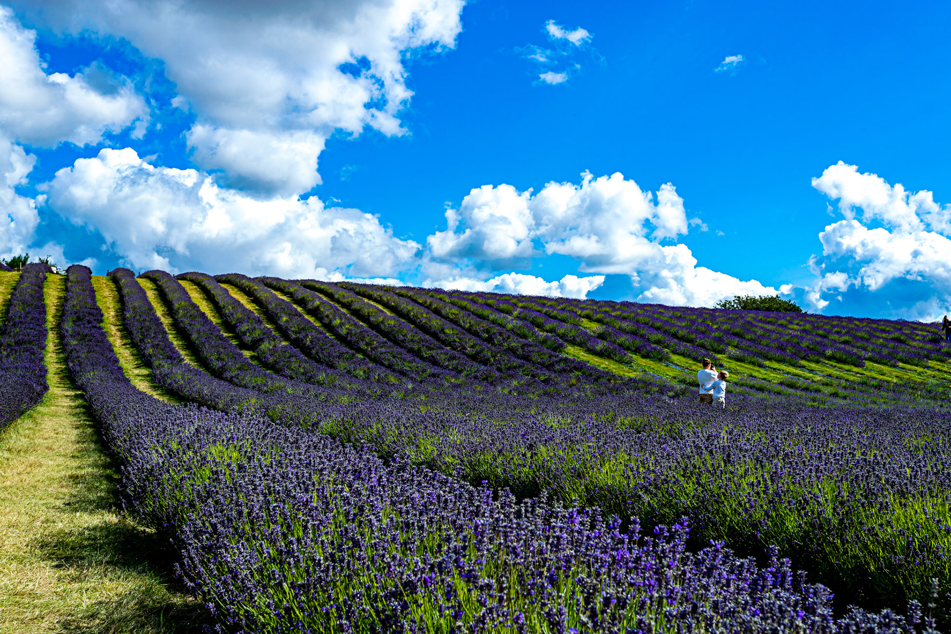 I spent an amazing few hours at Scottish Lavender Oils. They are so dedicated to nature and not to profit!