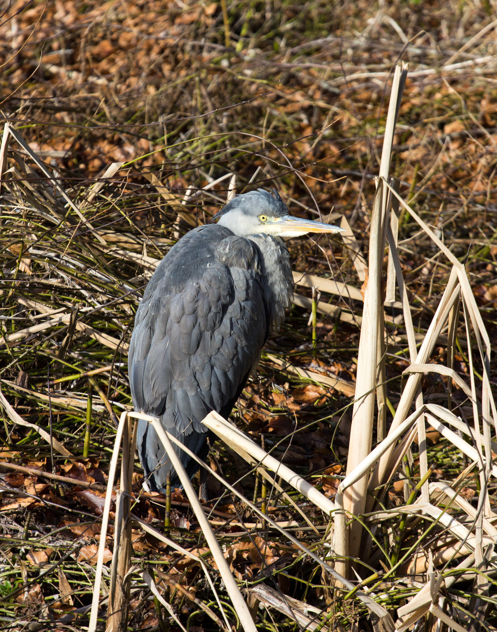 PitlochryPlease see my other Photographs at: http://www.jamespdeans.co.uk/