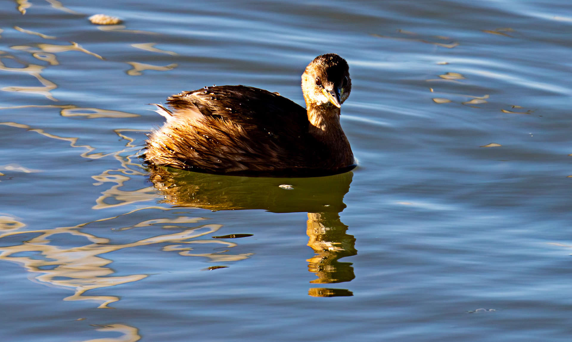 Little Grebe at Titchfield Haven 02 January 2025