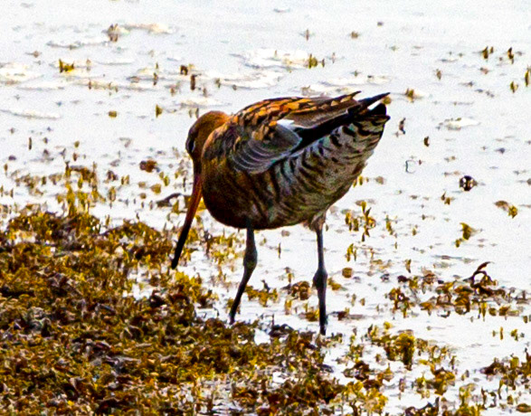 Bar Tailed Godwit - Yarmouth IOW 19  July 2022