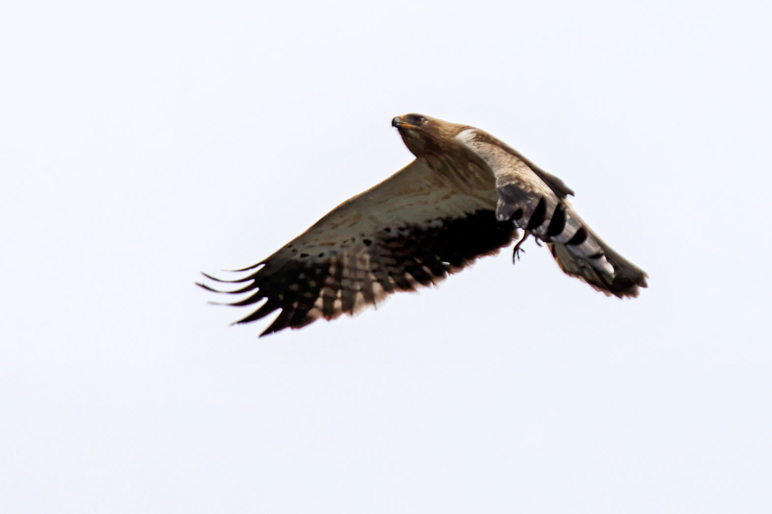 Booted Eagle - Entre-os-Rios 25 August 2026
