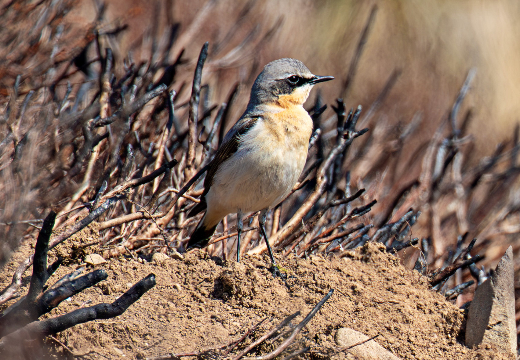 Wheatear: Lammermuir Hills at Faseny Bridge.