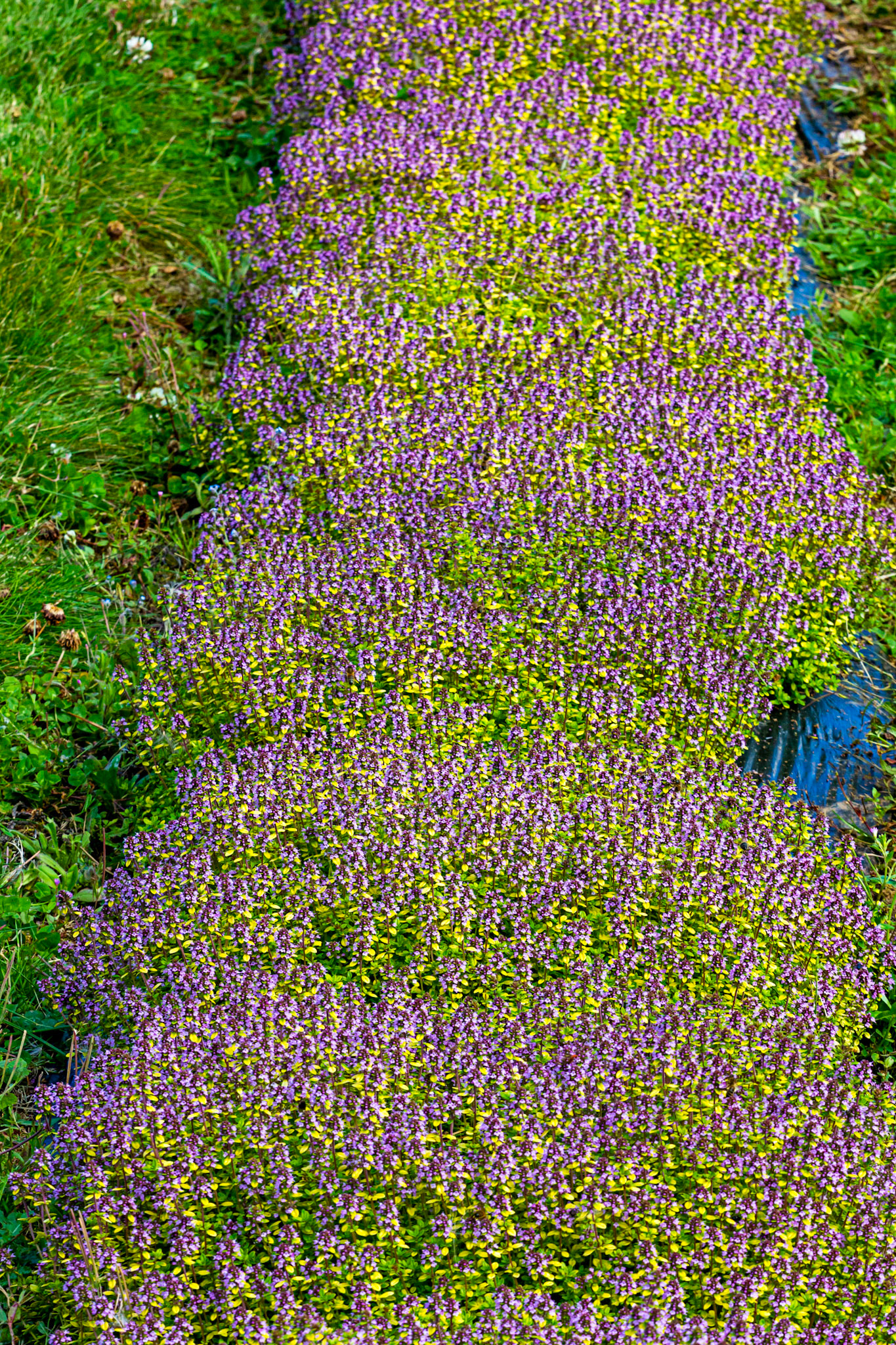 I spent an amazing few hours at Scottish Lavender Oils. They are so dedicated to nature and not to profit!