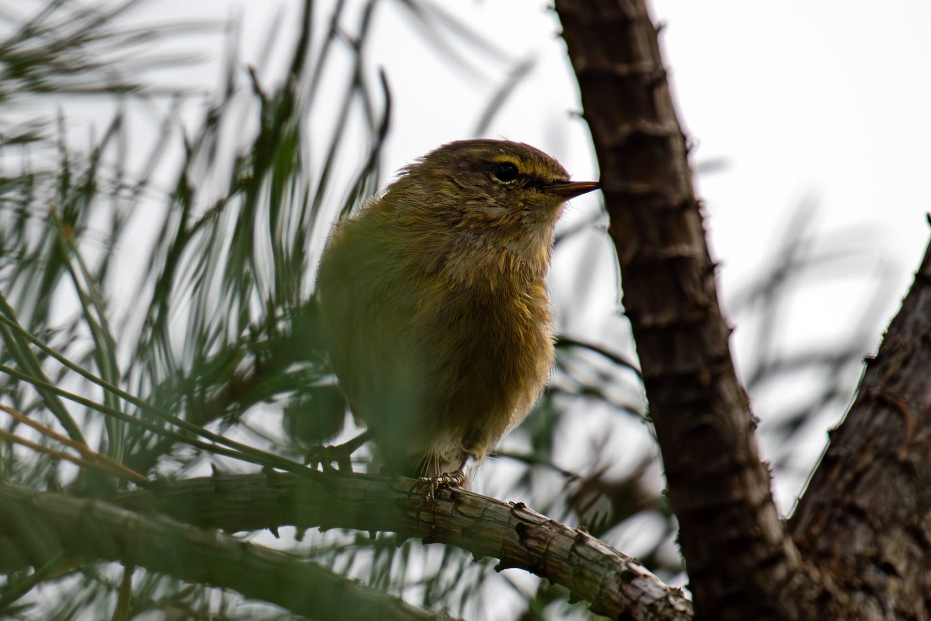 Chiffchaff at Barns Ness 25 Sept 2024