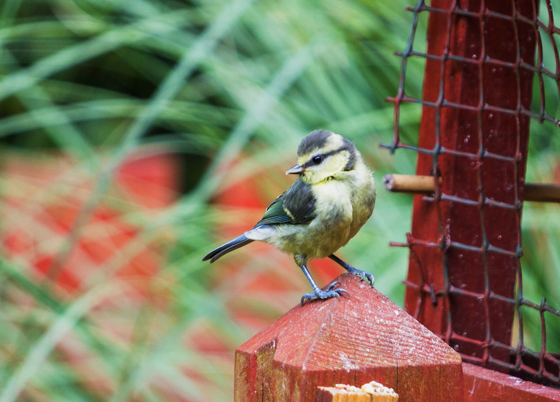 Deans, LivingstonPlease see my other Photographs at: http://www.jamespdeans.co.uk/