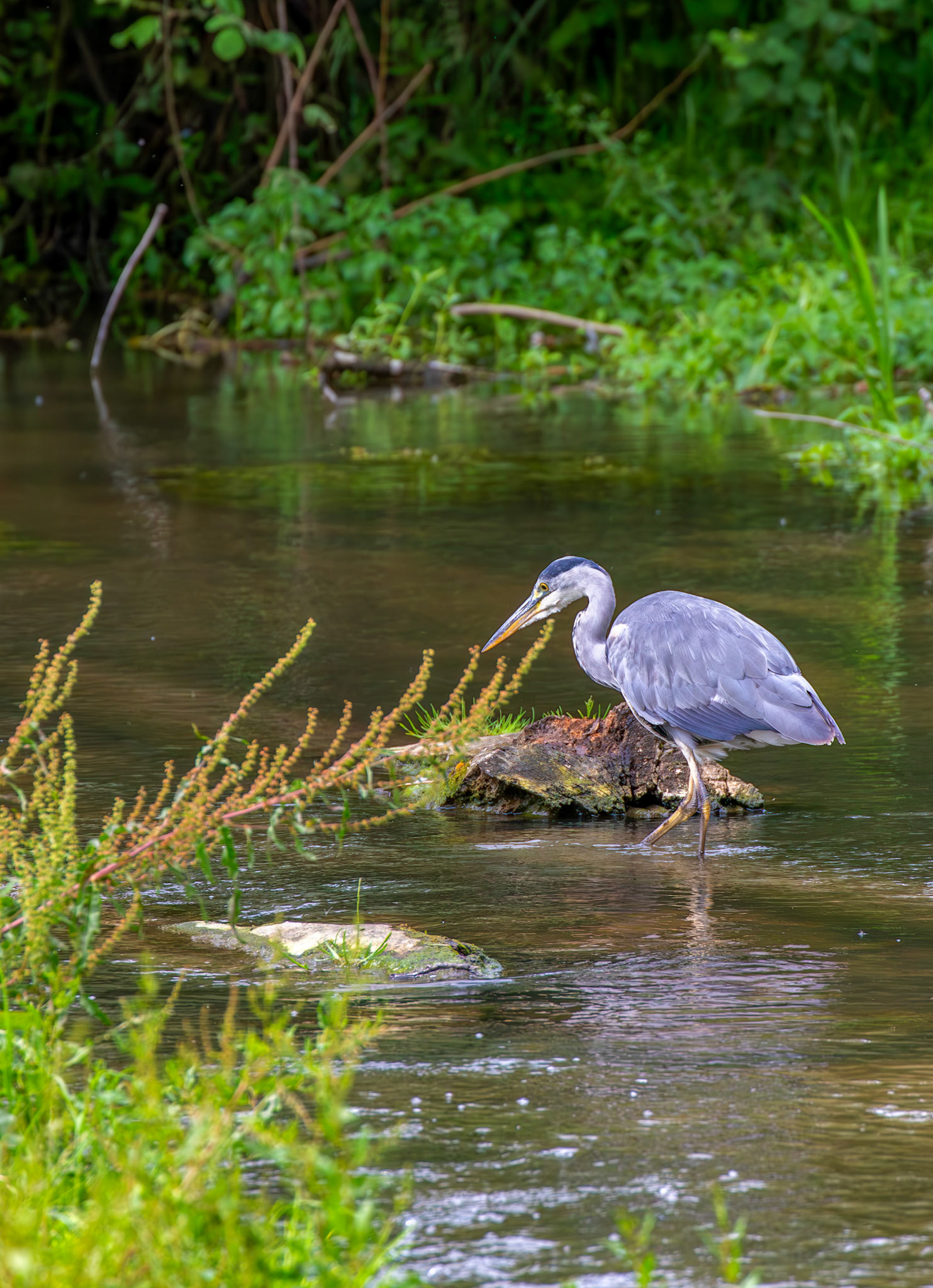 Grey Heron, River Cam, Cambridge 14 June 2026