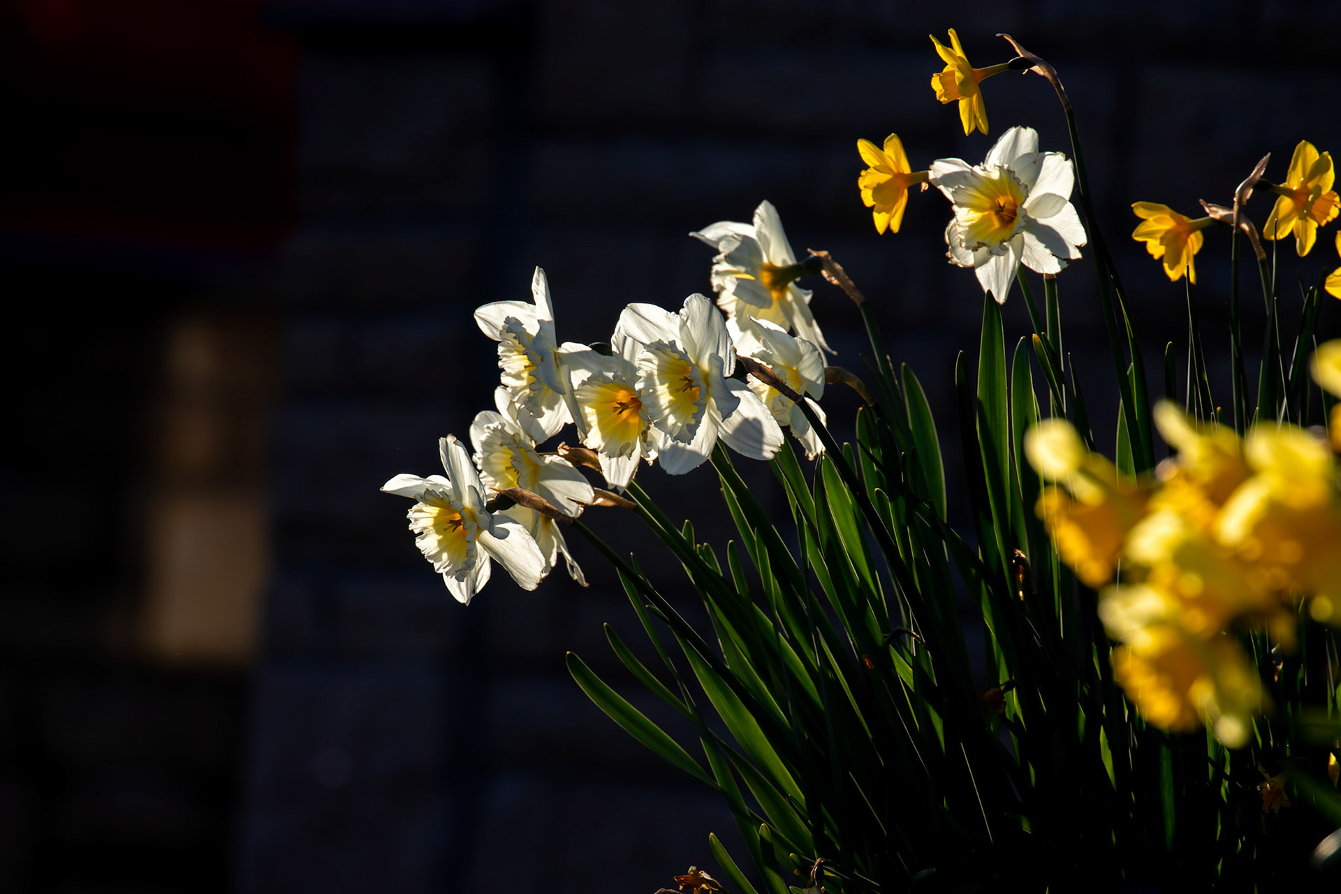 Spring Daffodils in Deans, Livingston 06 April 2025