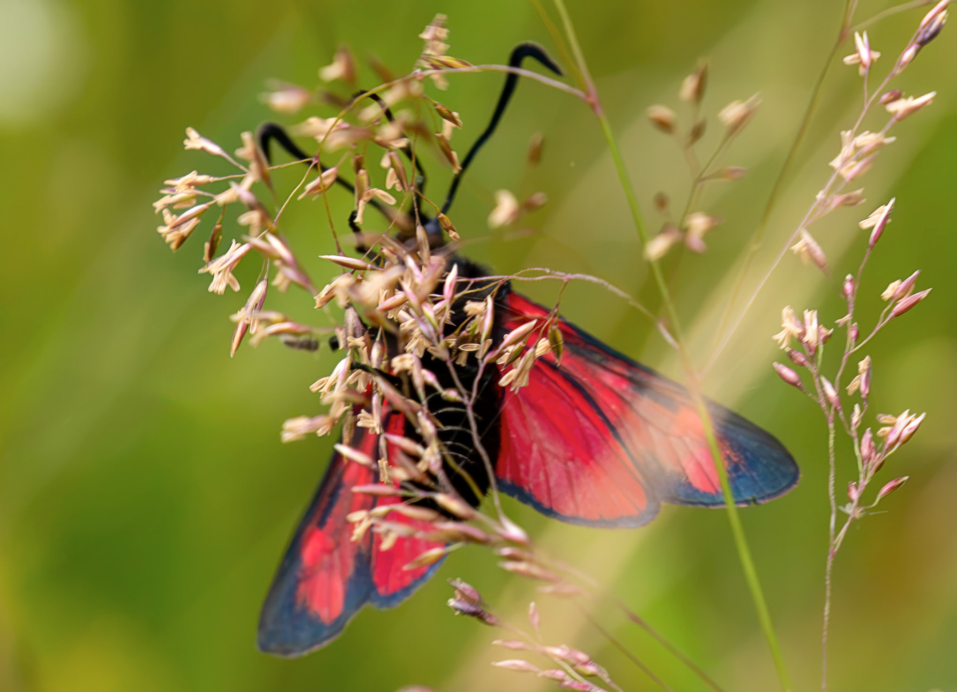 Six-spot burnet moth (Zygaena filipendulae) - Harperrig 14 July 2026