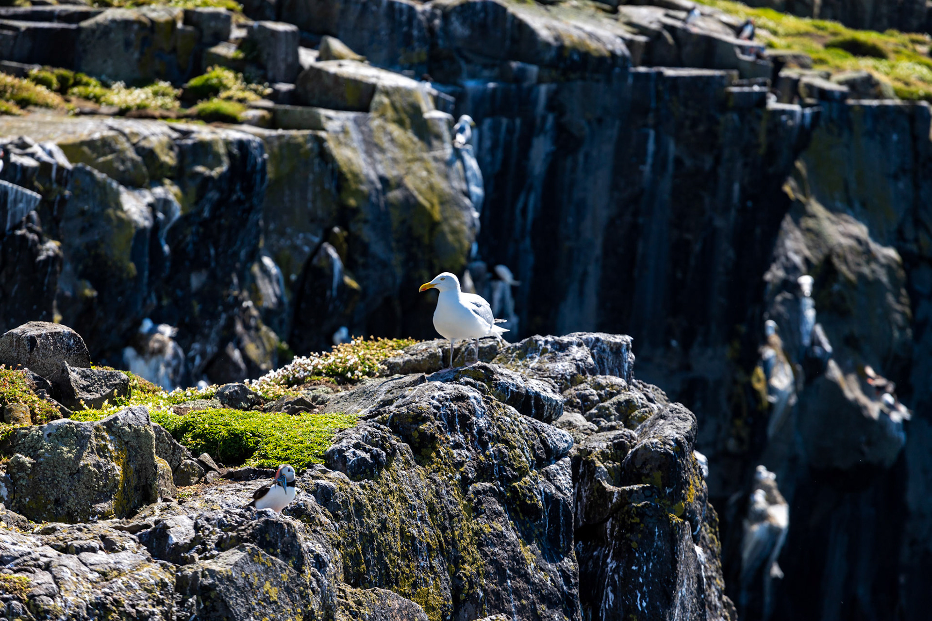 Puffin - Isle of May - 04 June 2022
